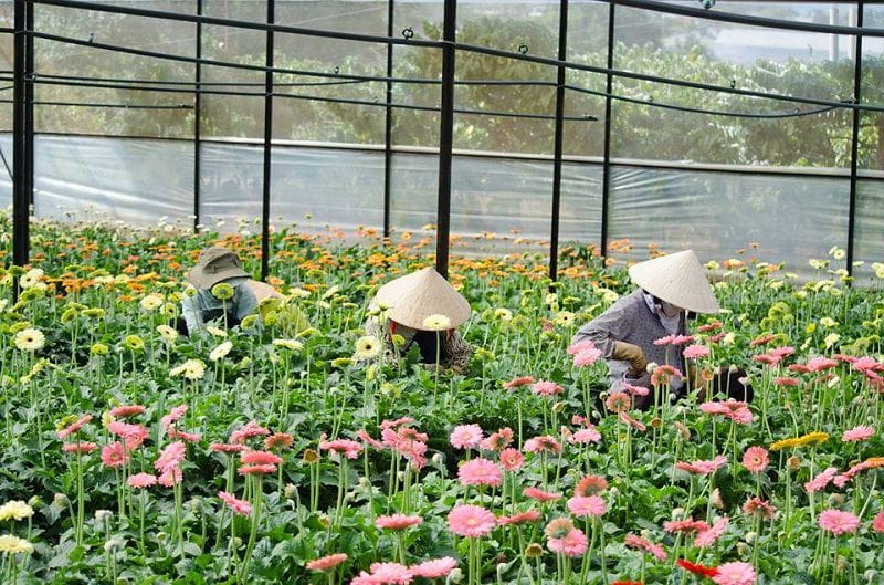 làng hoa Vạn Thành Đà Lạt những cánh hoa đồng tiền đang khoe sắc trong nắng vàng ở cánh đồng hoa của làng hoa Vạn Thành