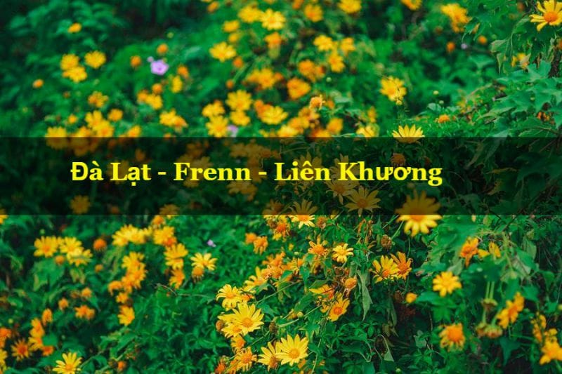 Hoa dã quỳ ở đèo frenn đà lạt Hoa dã quỳ theo hướng frenn Đà Lạt