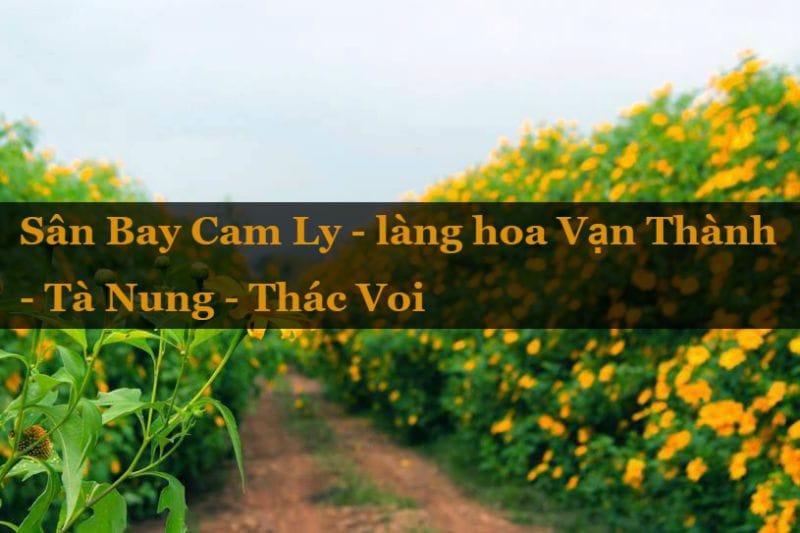 Hoa dã quỳ đà lạt nở vào tháng 10 Hoa dã quỳ đà lạt hướng làng hoa vạn thành