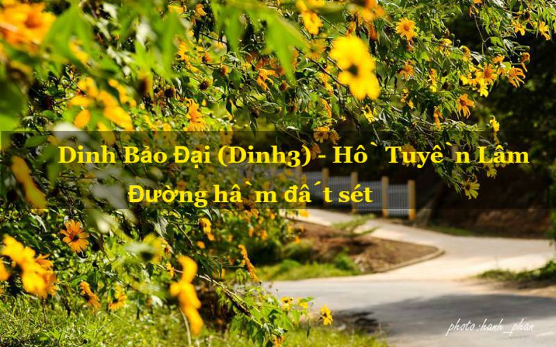 Hoa dã quỳ ở dinh 3 đà lạt hoa dã quỳ hướng dinh 3 thành phố đà lạt