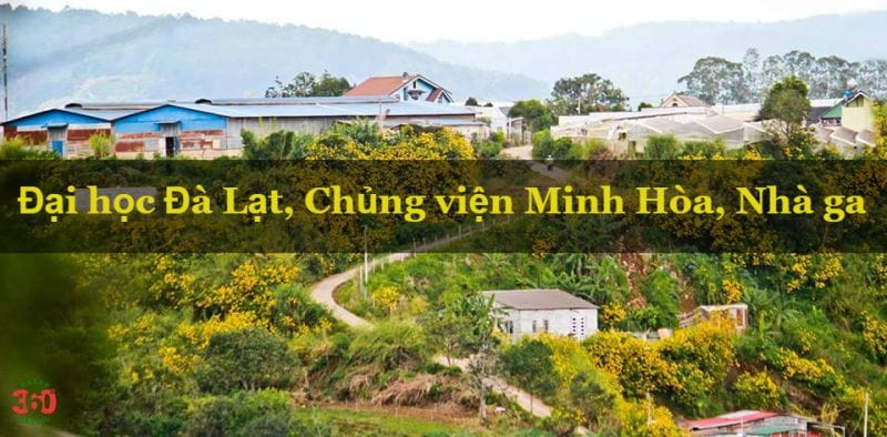 Hoa dã quỳ ở trong thành phố đà lạt hoa dã quỳ ở trong thành phố đà lạt
