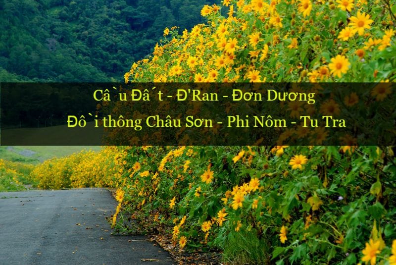 dã quỳ đà lạt ở đơn dương dã quỳ ở đơn dương Đà Lạt