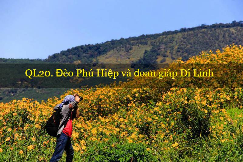 hoa dã quỳ ở đèo phú hiệp Hoa dã quỳ ở dinh linh và đèo phú hiệp