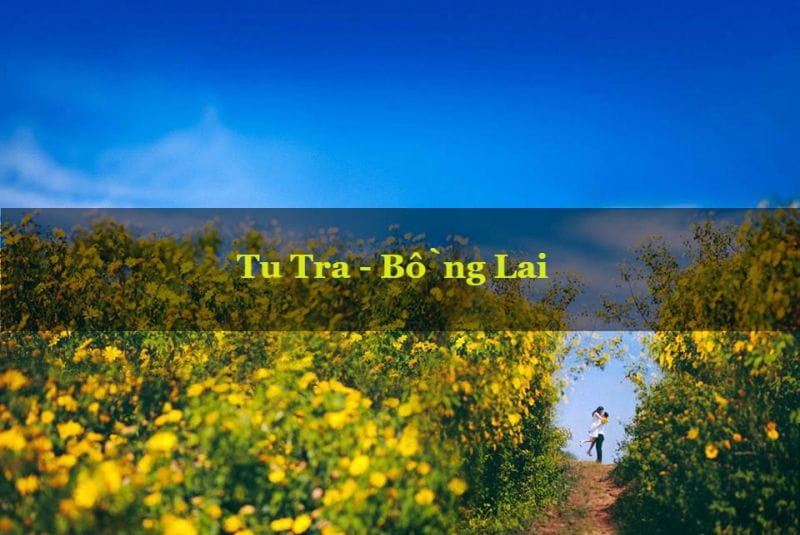 Hoa dã quỳ ở tu tra, bồng lai đà lạt Hoa dã quỳ đà lạt ở tu tra bồng lai