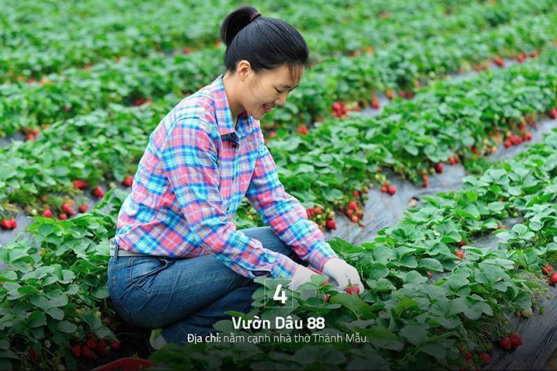 Vườn dâu chú hùng ở thánh mẫu vườn dâu tay chú hùng đà lạt