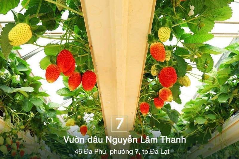 Vườn dâu Nguyễn Lâm Thanh Vườn dâu tây Nguyễn Lâm Thanh Đà Lạt