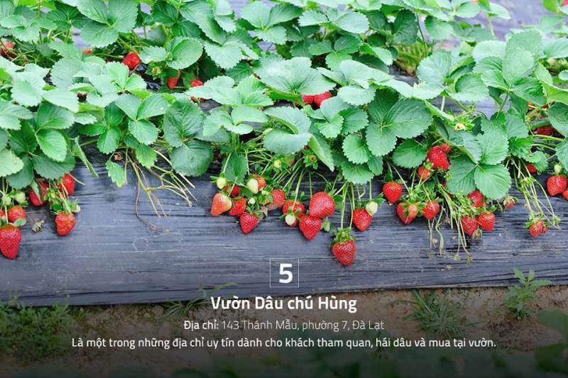 Vườn dâu tây chú Hùng. vườn dâu chú Hùng Đà lạt