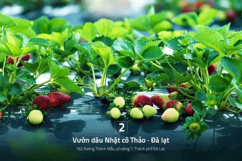 Vườn dâu cô Thảo vườn dâu Nhật Đà Lạt