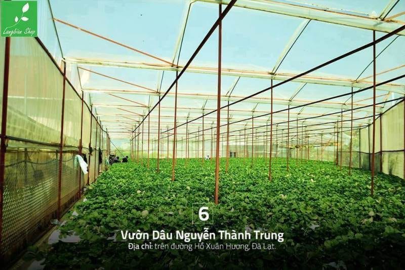 Vườn dâu Nguyễn Thành Trung Vườn dâu Nguyễn Thành Trung Đà Lạt