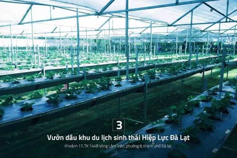 Vườn dâu sinh thái hiệp lực Đà Lạt vuon dau tay tai da lat