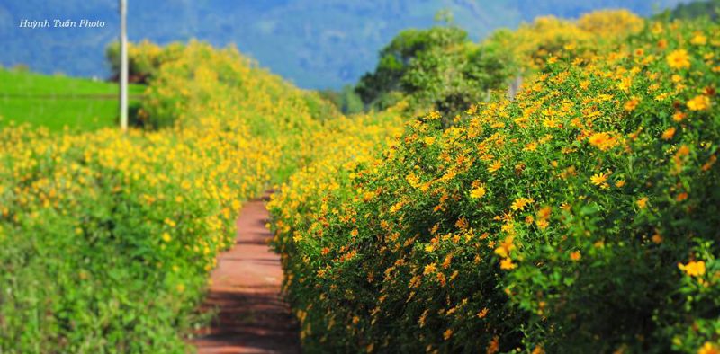 Cần Thơ có hoa Dã Quỳ như Đà Lạt không các bạn ? tour đi đường dã quỳ đà lạt