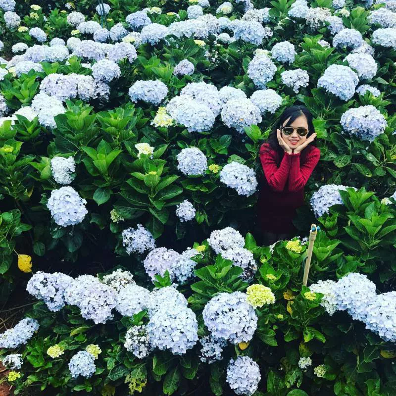 Vườn hoa Cẩm tú cầu ở đà lạt