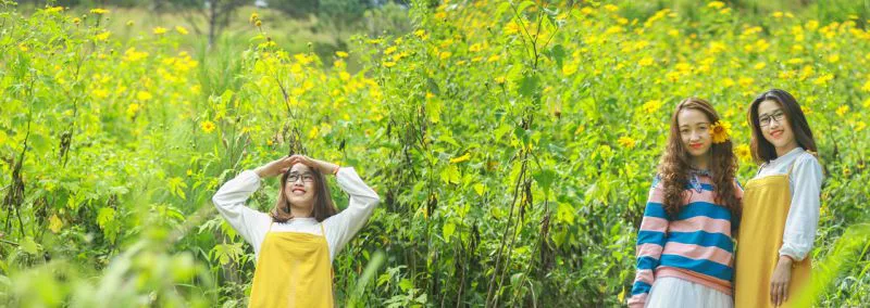 Hoa Dã Quỳ ở Đà Lạt tháng 11 hoa Dã Quỳ đạt cực đại ở Đà Lạt tháng 11