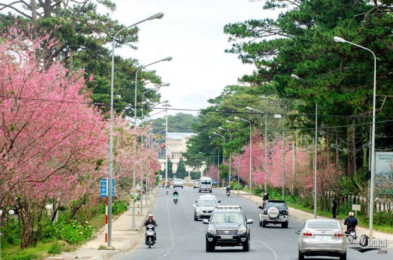 Đà Lạt tháng 2- mùa hoa Anh Đào nở rộ Đà Lạt tháng 2- mùa hoa Anh Đào nở rộ khắp các con phố