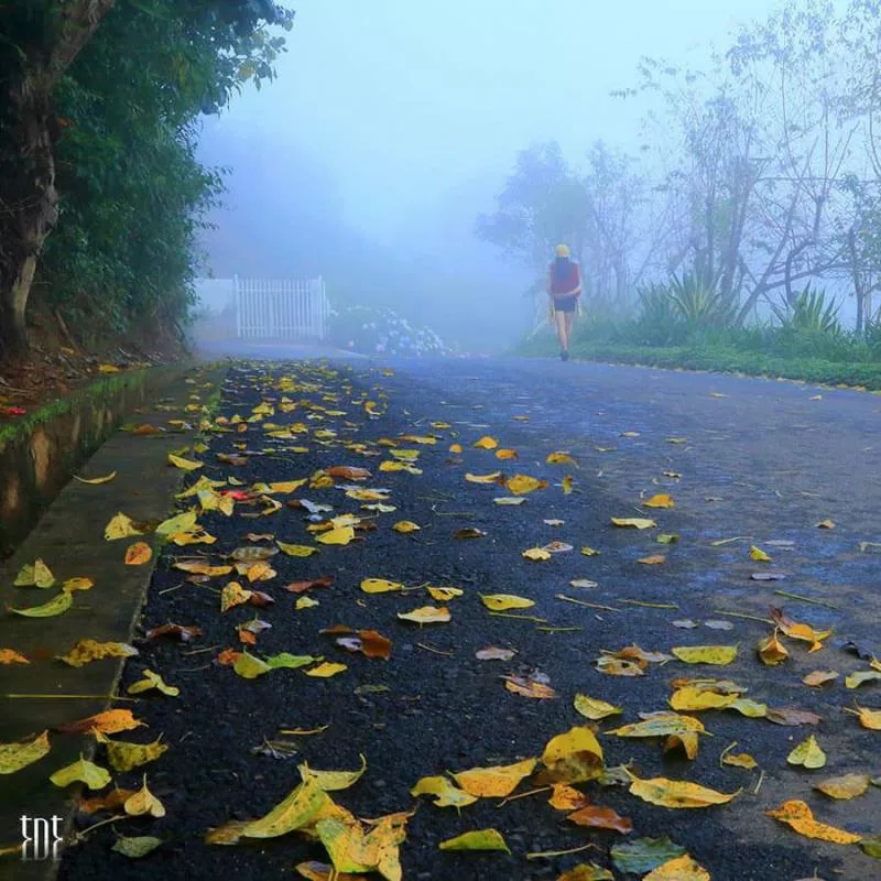 Hình ảnh Đà Lạt tháng 1 đẹp