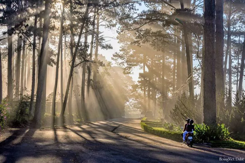 Hình ảnh Đà Lạt tháng 1 đẹp