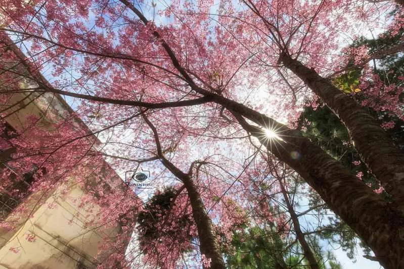 Hình ảnh Đà Lạt tháng 1 đẹp