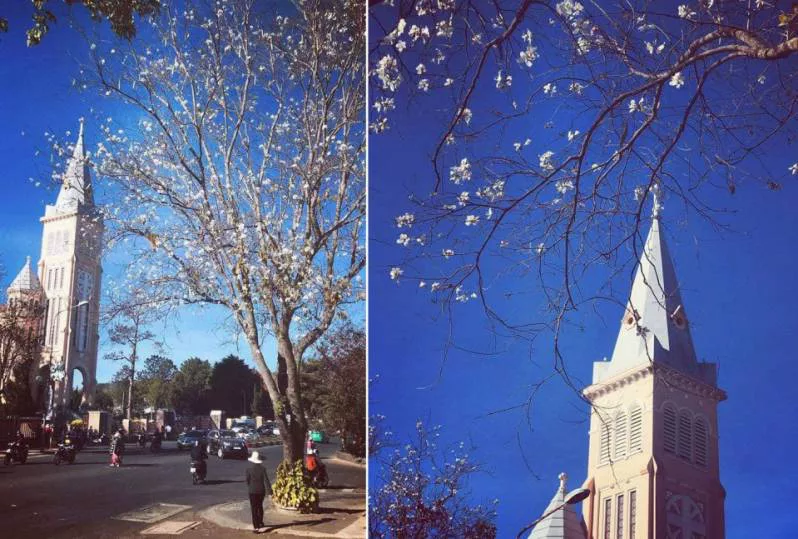 Đà Lạt tháng 1 - mùa hoa ban trắng nở