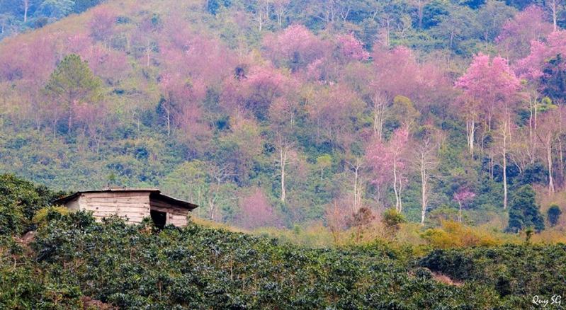 đẹp ngỡ ngàng với đồi hoa mai anh đào đà lạt Doi hoa mai anh dao da lat