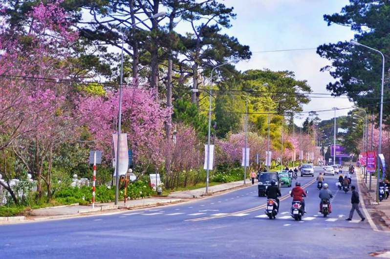 Du lịch Hải Phòng Đà Lạt