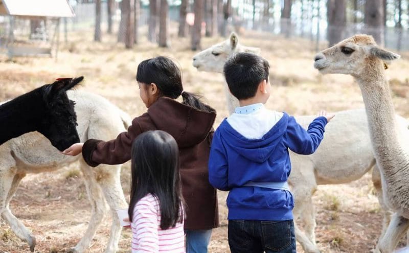 Zoodoo Đà Lạt nổi tiếng với những động vật thân thiện.