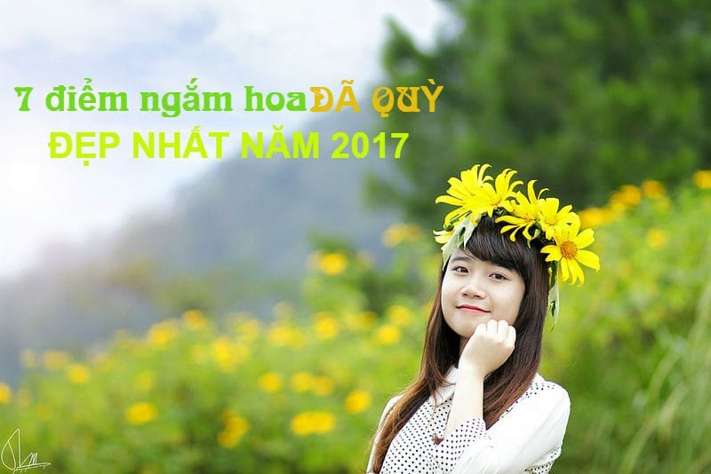 Hoa dã quỳ đà lạt 7 Địa điểm ngắm hoa Dã quỳ Đà Lạt
