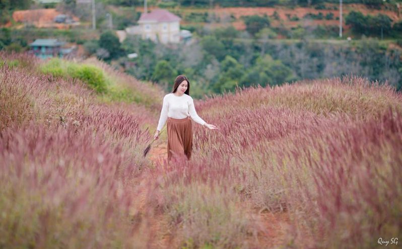 Đây chính là đồi cỏ lau hồng Đà Lạt