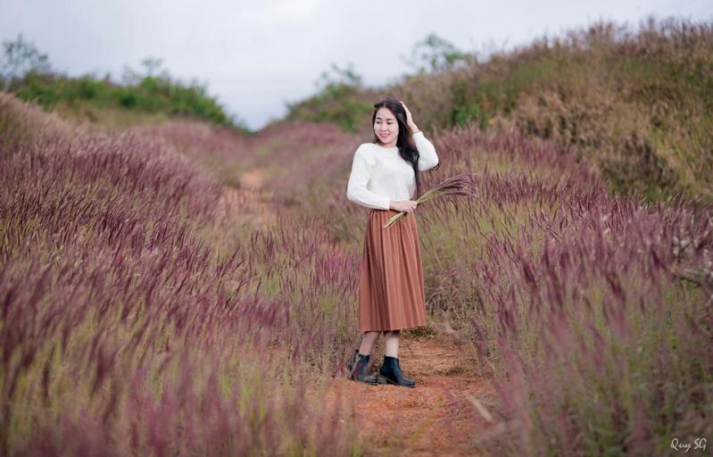 Đồi cỏ lau màu hồng ở Đà Lạt