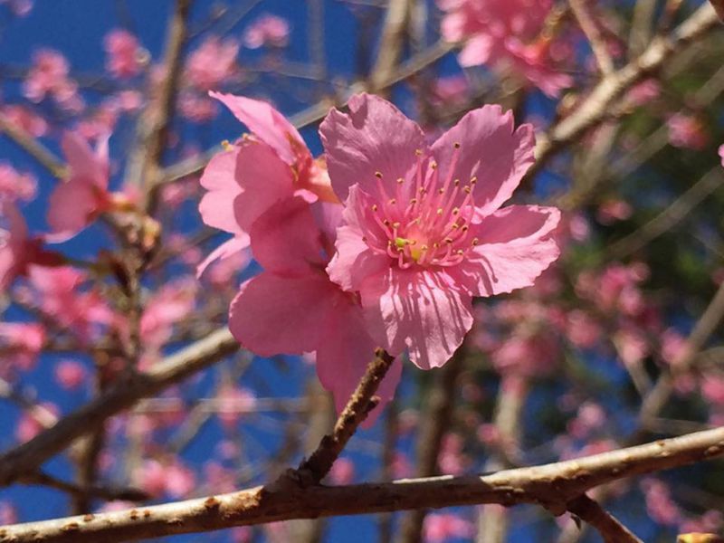 Vườn hoa đào nhật bản ở hoa sơn điền trang đà lạt Hoa đào japan ở hoa sơn điền trang