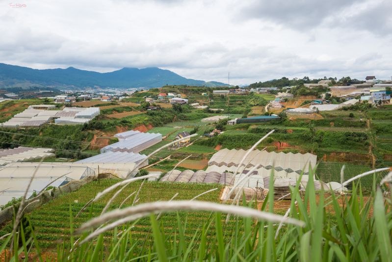 Thành phố Đà Lạt mộng mơ và yên bình