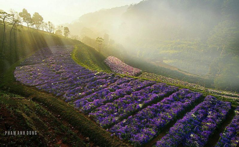 F cánh đồng hoa F cánh đồng hoa lung linh trong ánh bình minh