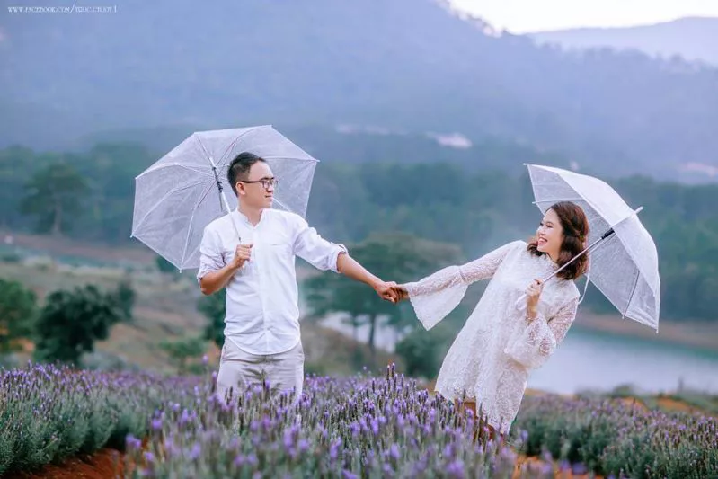 Cánh đồng hoa Lavender ở Đà Lạt