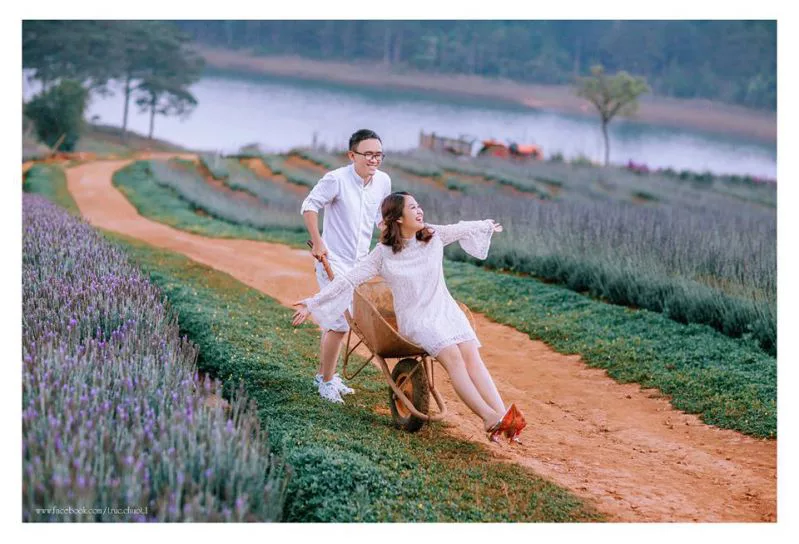 Hoa Lavender Đà Lạt
