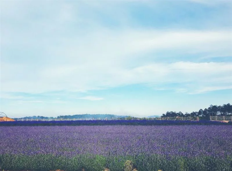Cảnh đồng hoa Lavender ở Đà Lạt