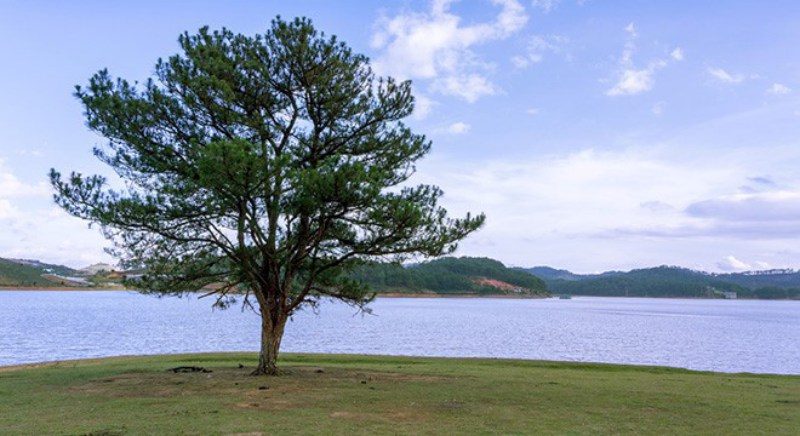 Cây thông lẻ loi trên đồi ở Đà Lạt