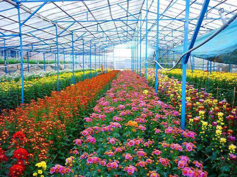 Làng hoa Vạn Thành khuôn viên làng hoa Vạn Thành lung linh trong sắc hoa