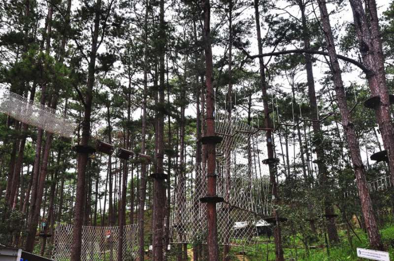 Không gian rừng thông ở khu Datanla High Rope Course Đà Lạt