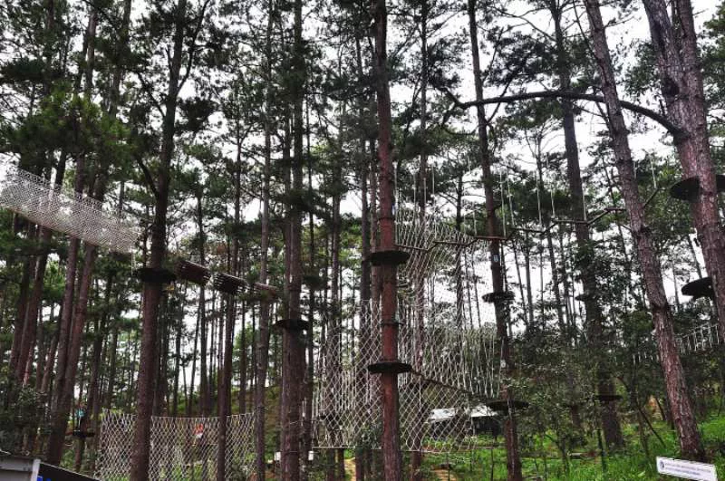 Không gian rừng thông ở khu Datanla High Rope Course Không gian rừng thông ở khu Datanla High Rope Course Đà Lạt