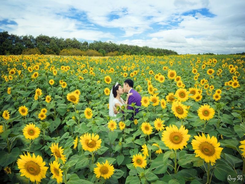 Sunflower field - Ta Nung, Dalat - 3 waterfalls daily tour