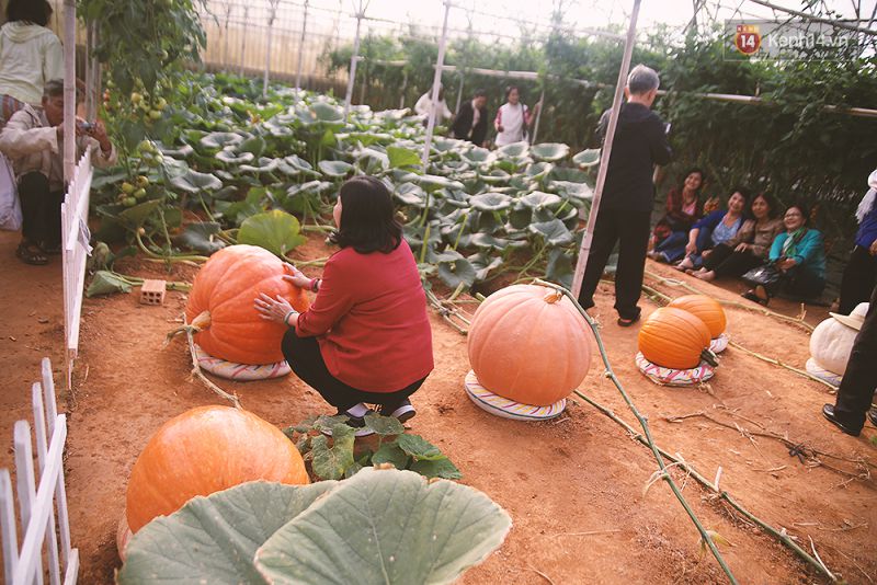 Giant pumpkin garden - dalat zoodoo tour