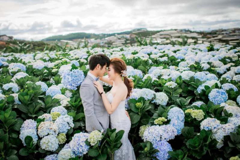 Chụp ảnh cưới Đà Lạt - đồng hoa cẩm tú cầu Chụp ảnh cưới Đà Lạt - đồng hoa cẩm tú cầu