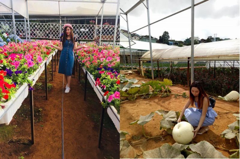 vườn hoa vạn thành đà lạt những cánh hoa nhiều màu sắc và những quả bí ngô khổng lồ ở vườn hoa Vạn Thành