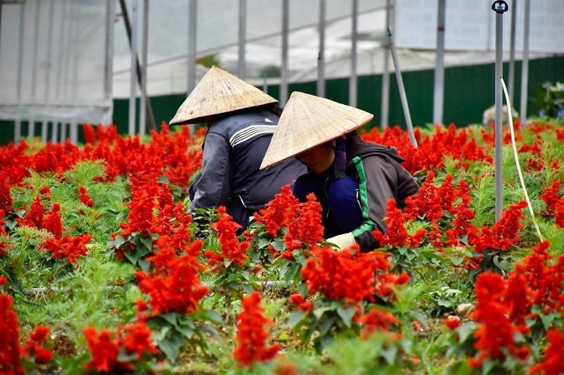 Vườn hao Vạn Thành vườn hoa vạn thành ngập tràn trong sắc đỏ của các lời hoa