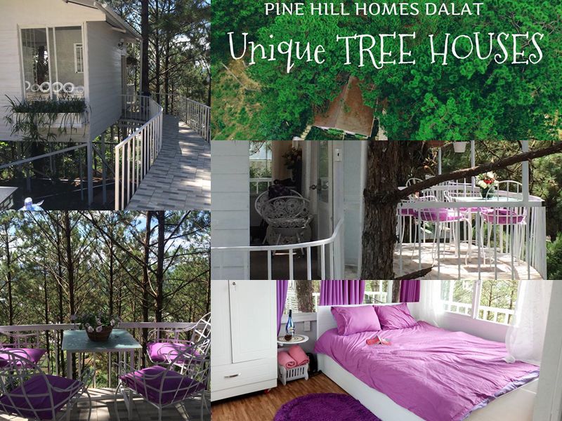 Pine Hill homestay Đà Lạt Pine Hill homestay