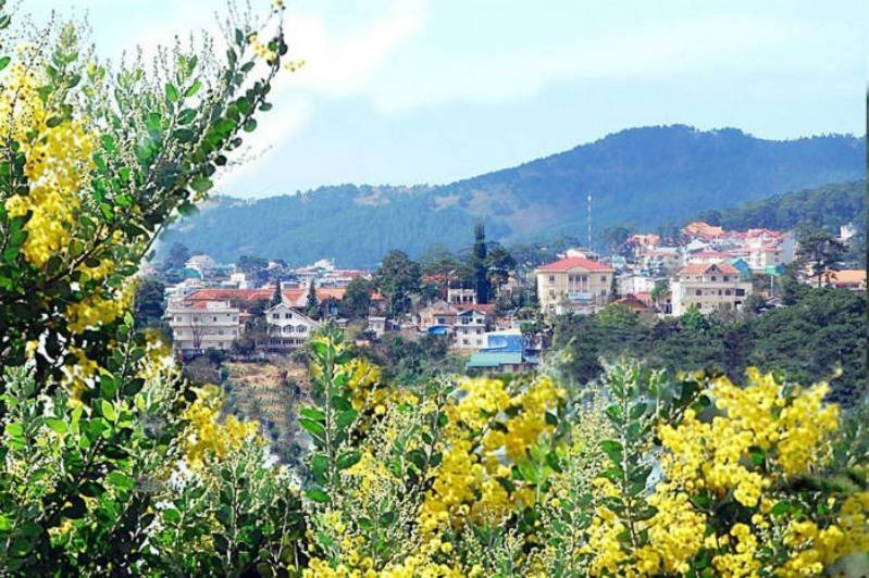 Mùa Đông Đà Lạt và hoa Mimosa nở khắp nơi
