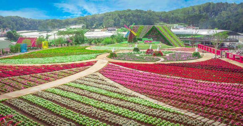 Cánh đồng đẹp đầy hoa tại Fresh Garden Đà Lạt
