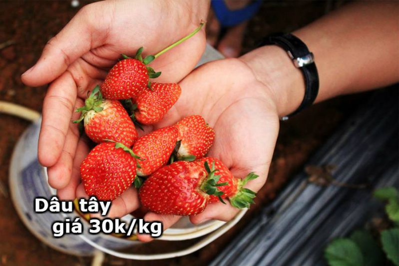 Nhiều người bị lừa vì cái giá Dâu tây 30k/kg Nhiều người bị lừa vì cái giá Dâu tây 30k/kg ở Đà Lạt