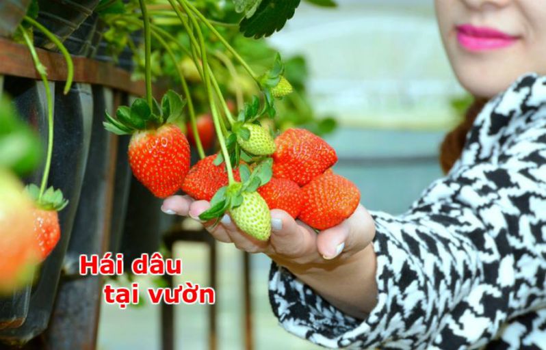 Lừa đảo Đà Lạt - Hái dâu tại vườn Lừa đảo Đà Lạt - Hái dâu tại vườn