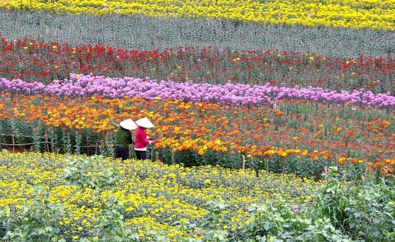 Làng hoa vạn thành ở đà lạt làng hoa Vạn Thành với hàng ngàn bông hoa khoe sắc, lung linh trong ánh nắng vàng
