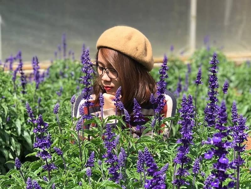 vườn hoa Vạn Thành Vườn hoa vạn thành ngập tràn trong sắc tím của hoa lavender